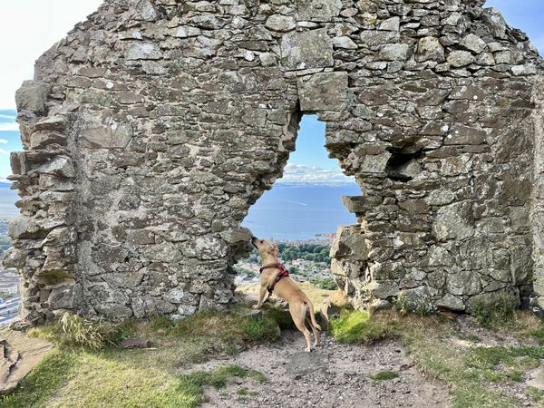 dog on hike looking through stone wall gap at scottish coast