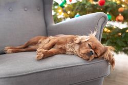 Cavalier spaniel lounging on grey seat