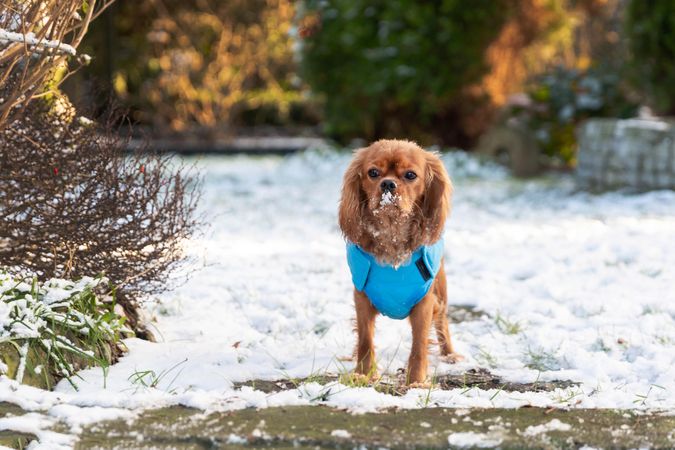 Cavalier spaniel standing in the snow outside wearing a sweater