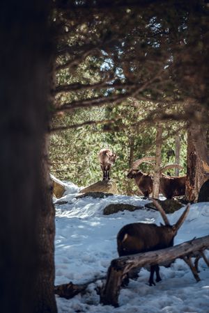 Wild goats pasturing near tree between snow