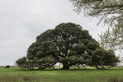 Iconic, low-hanging tree near the town of Schulenberg, Texas R5RnJ5