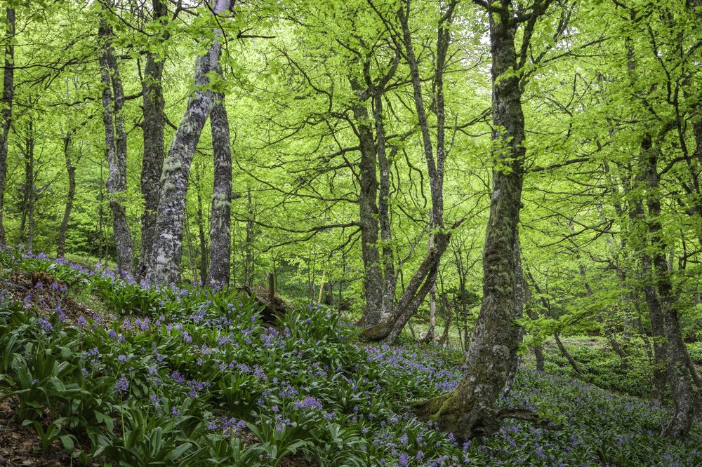 Spring forest with flowers
