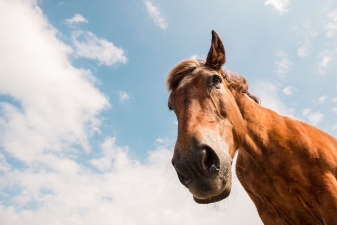from below view of crop brown horse head in a cloudy background