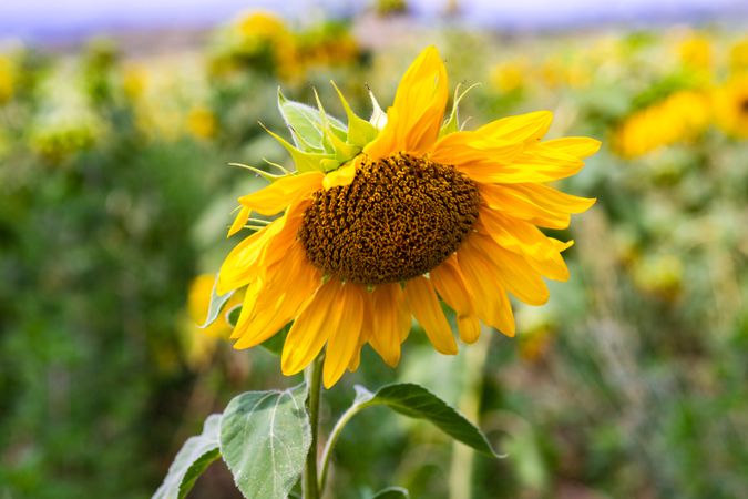 Blooming sunflowers in a field