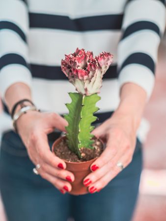 Female hands with blooming cactus plant