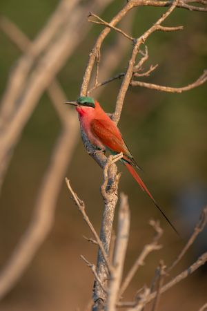 Southern carmine bee-eater on branch with catchlight