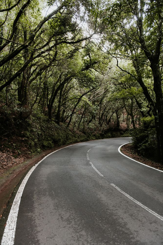 Asphalt countryside road between trees