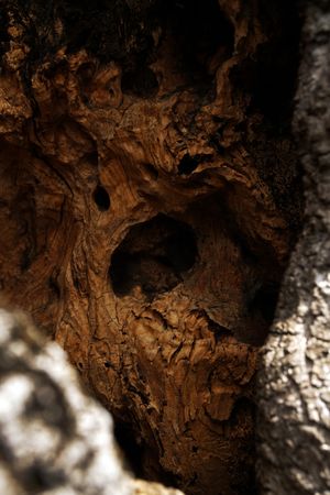 Texture of brown tree stump with growth rings
