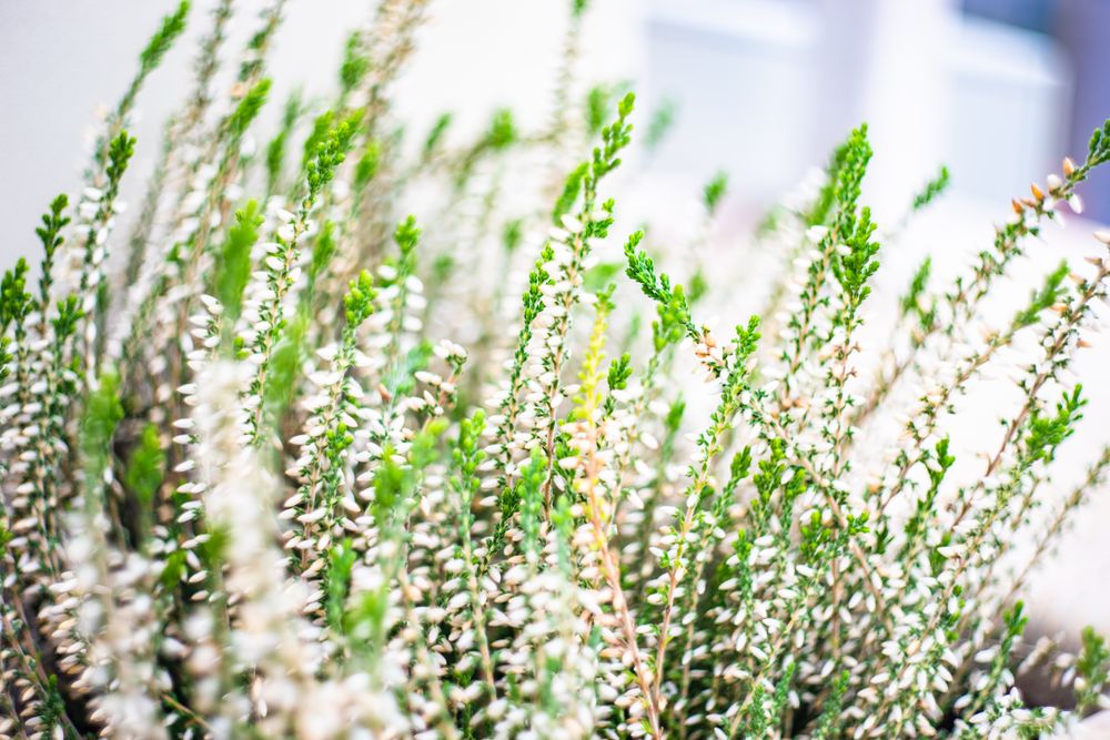 Light calluna flowers blooming in a garden as a natural background