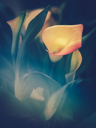 Pretty flower growing in garden