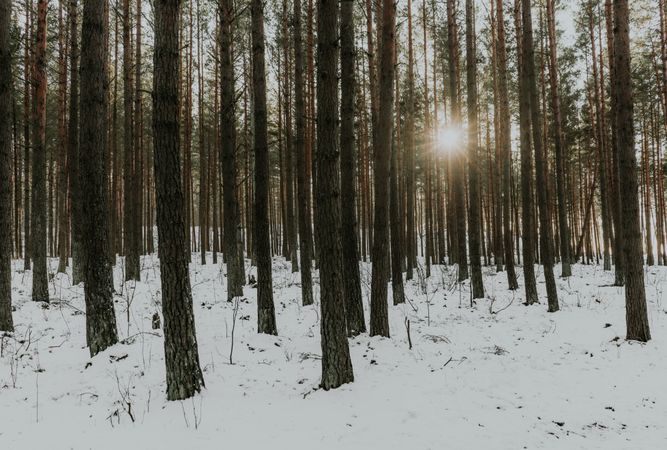 Winter forest at sunrise