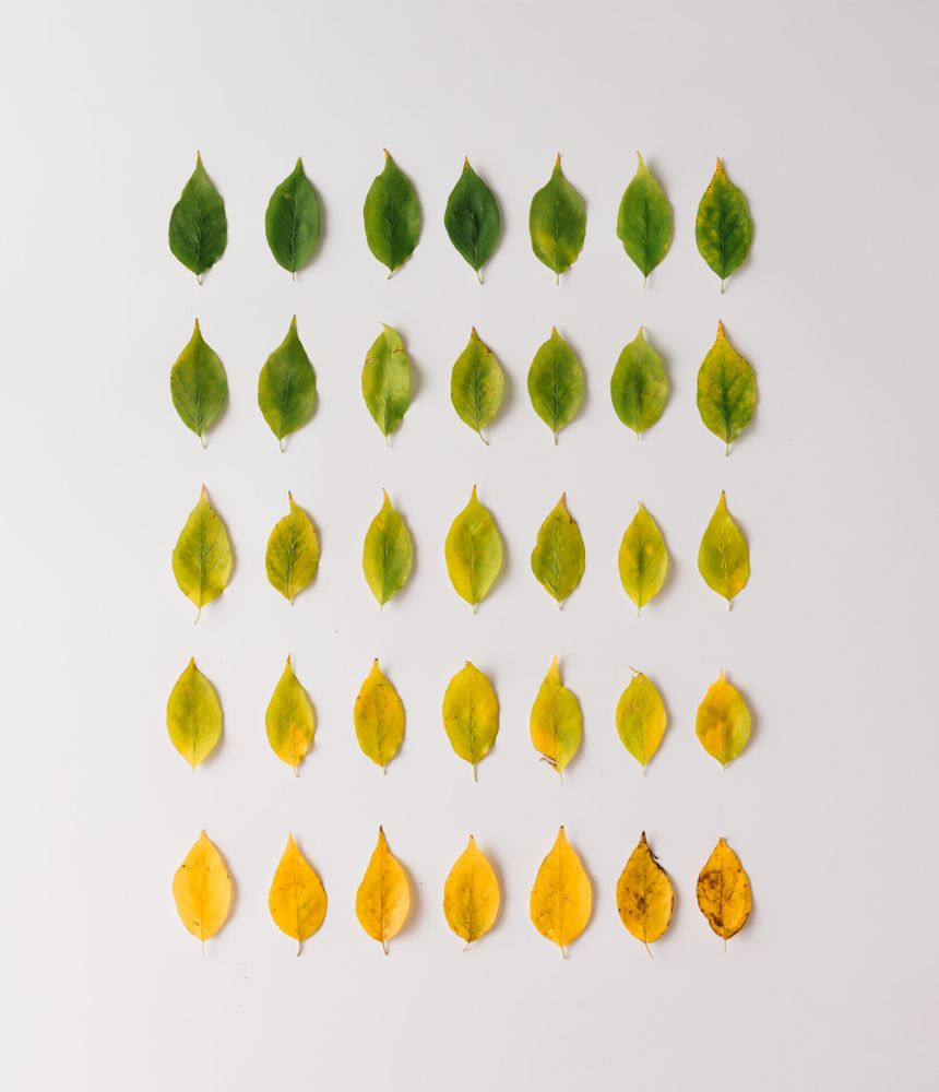 Autumn leaves from green to red in pattern on light background