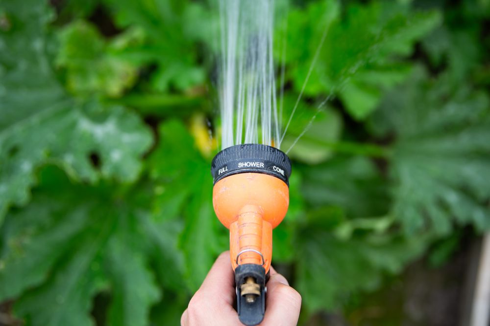Watering plants with garden hose