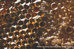 Close up, horizontal composition of honeycomb with diagonal slant 48MjYb