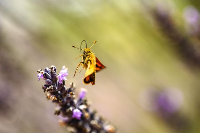 Orange butterfly leaving a purple plant
