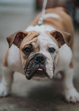 English bulldog sitting on ground