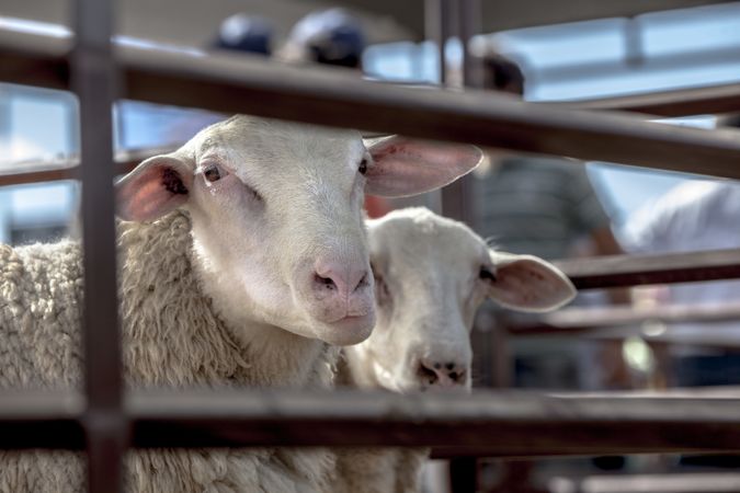 Curious sheep standing in corral on farm