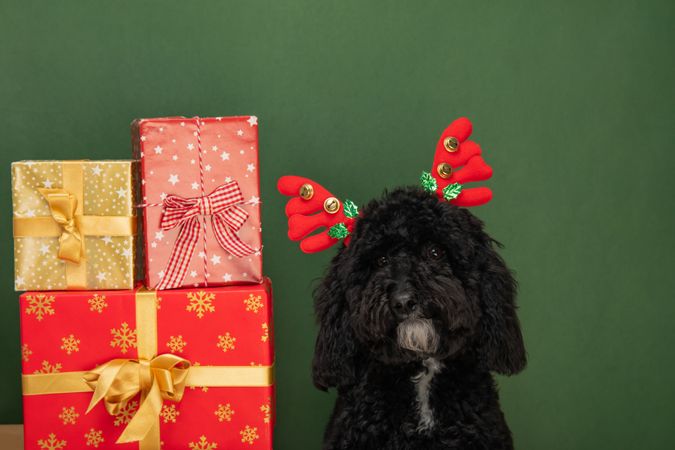 Concept of Merry Christmas, funny Christmas dog
