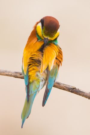 Bird standing on tree branch