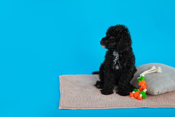 Cute dog sitting on bed with toys in blue studio shoot with copy space
