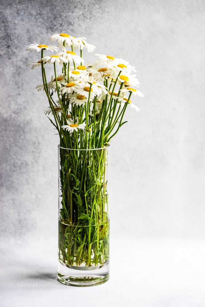 Daisy flowers as a summer background