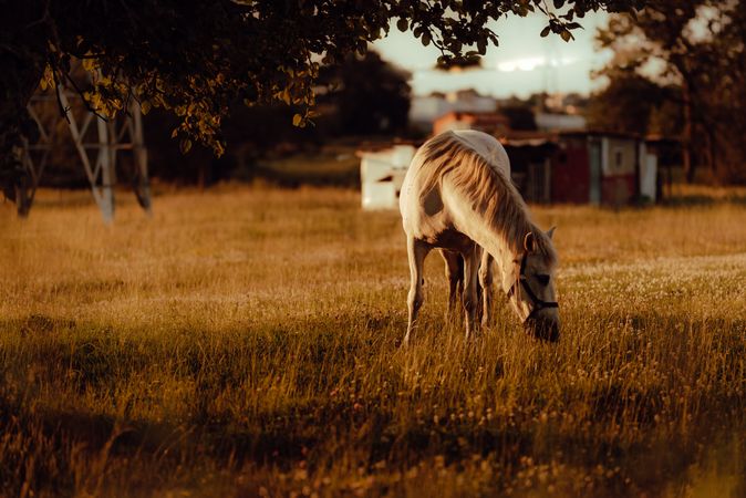 Horse grazing in meadow near tree