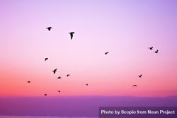 Silhouette of birds flying under pink sky during sunset 56z9Y5