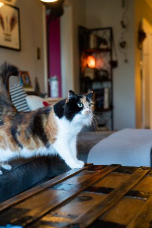 Calico cat standing on coffee table
