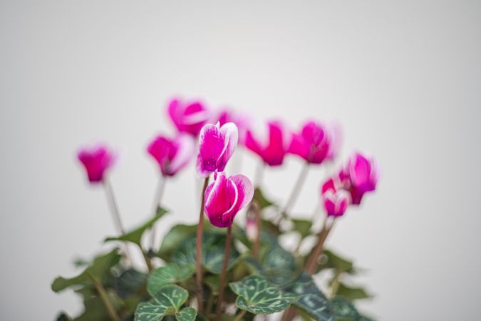 Beautiful flowers as a gift