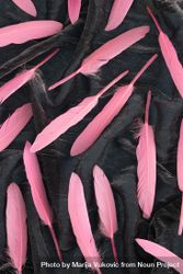 Soft feathers with shadow pastel pink on a dark fabric 48k9q5