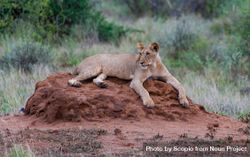 Brown lioness lying on brown ground 0Po7gb