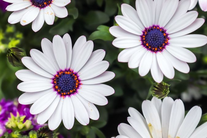 Beautiful flowers in different colors in a close up ciew.