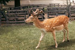 Portrait of young deer with spots standing in the grass