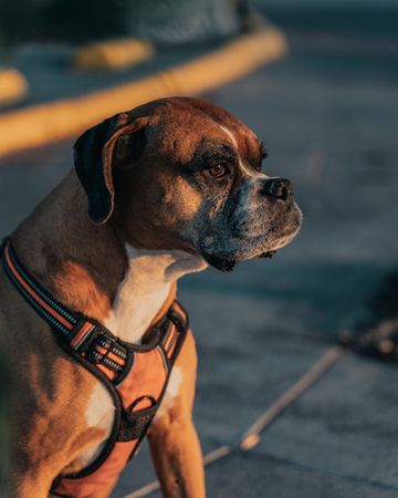 Boxer dog walking in street
