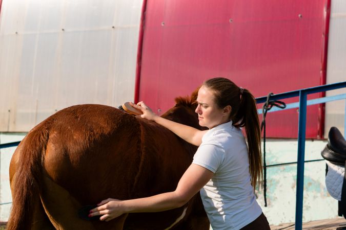 Woman polishing horse at sunset
