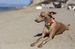 Little italian greyhound dog in the beach