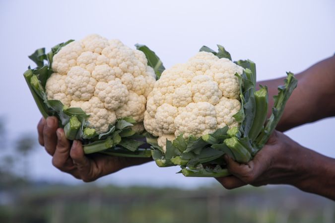 Farmer hand holding Fresh organic Tow Cauliflower with the blurry background