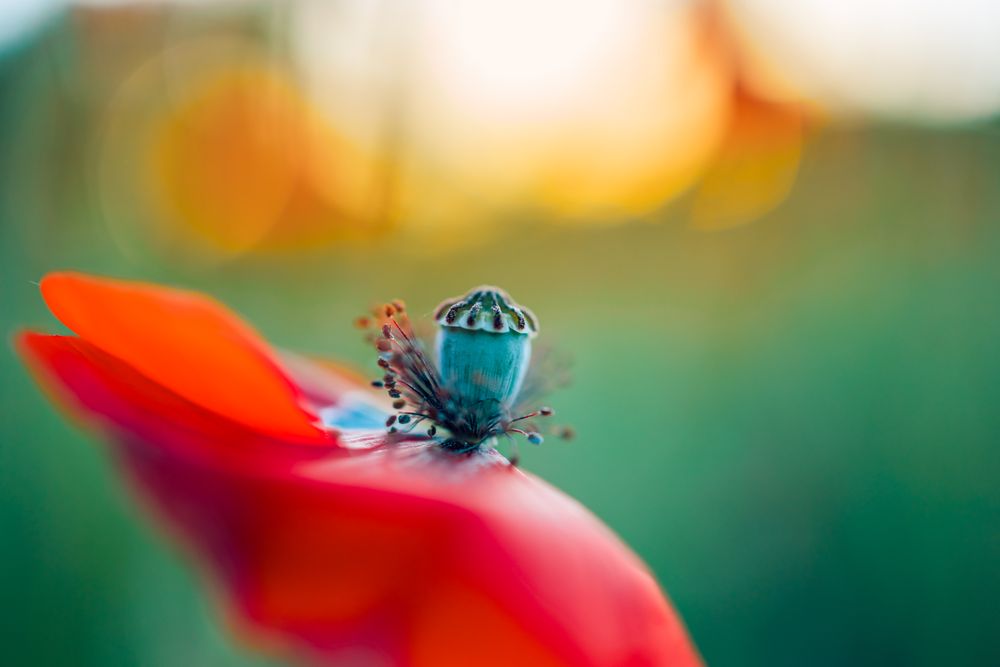 Close up of inside of poppy