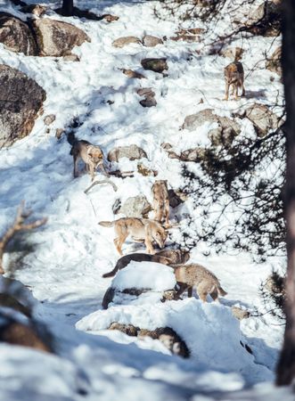 Wolves on hill between stones and snow