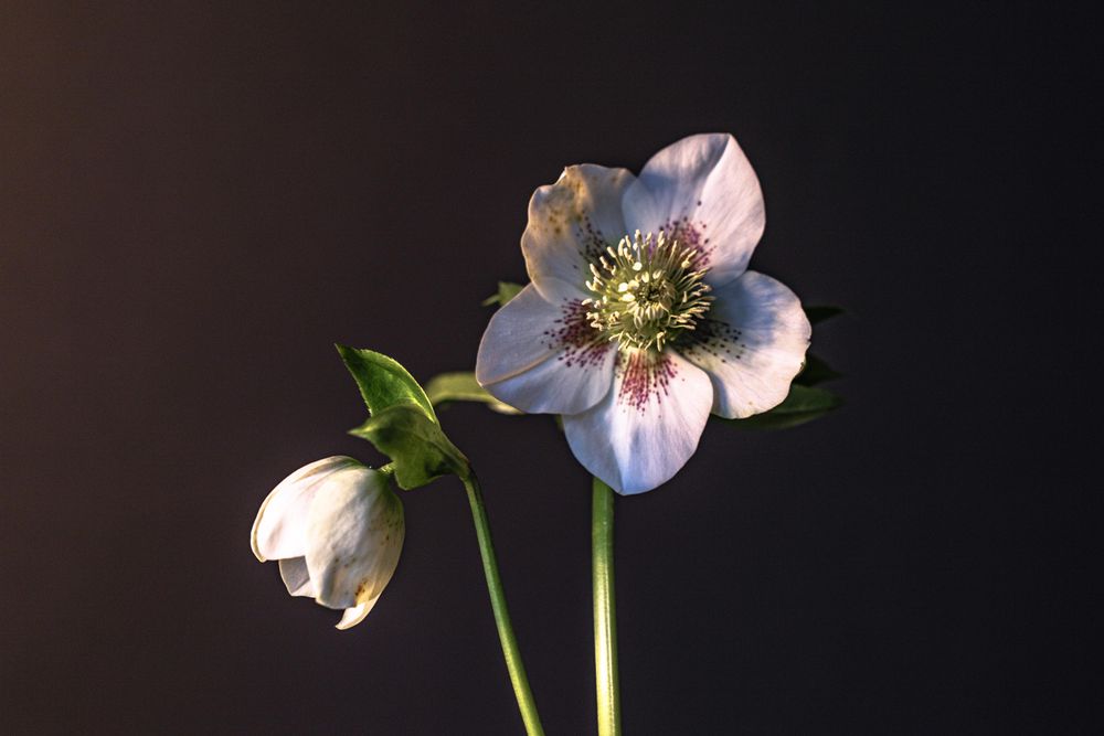 Two hellebore flowers in dark studio