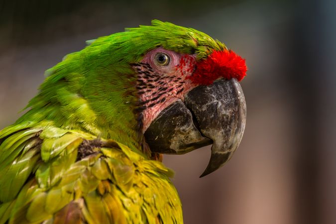 Green and red macaw parrot