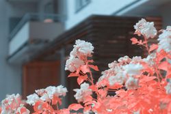 Infrared blooming bush near building