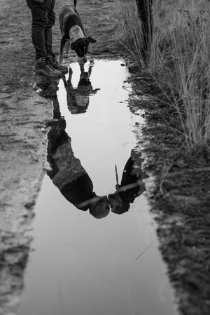 Men kissing near dog and water puddle