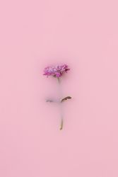 Summer scene with single pink daisy partially submerged in paint