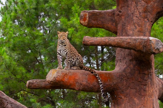 Leopard Standing On Tree