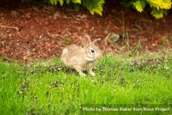 Wild rabbit eating healthy grass out of lawn bE6ZN0