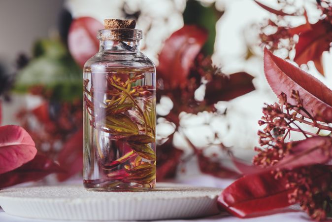 Bottle with fresh plant in liquid between foliage