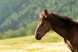 Close-up young foal in field.