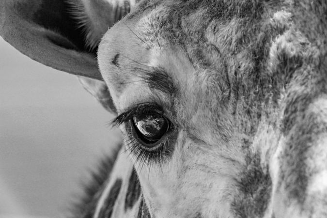 Grayscale photo of giraffe head