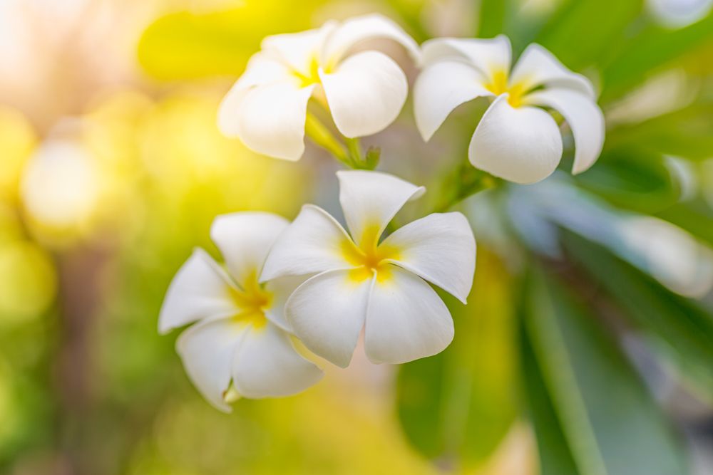 Landscape shot of light plumeria flowers